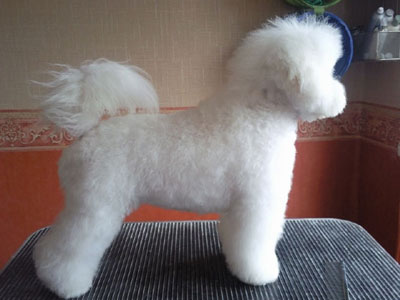 bichon